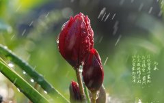 雨水节气吃这七道菜最养生